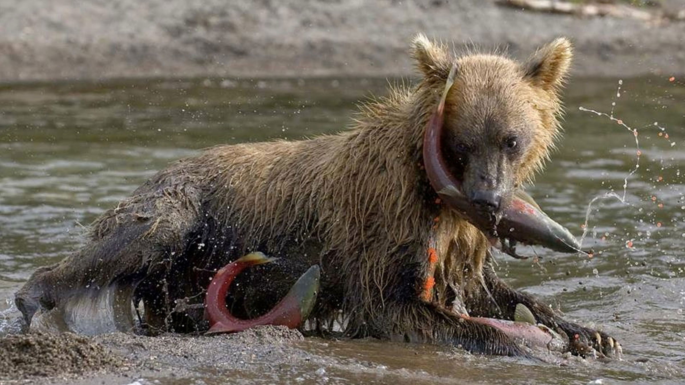 Russia's Wild Sea - Season 1 Episode 2 : Tides of Plenty