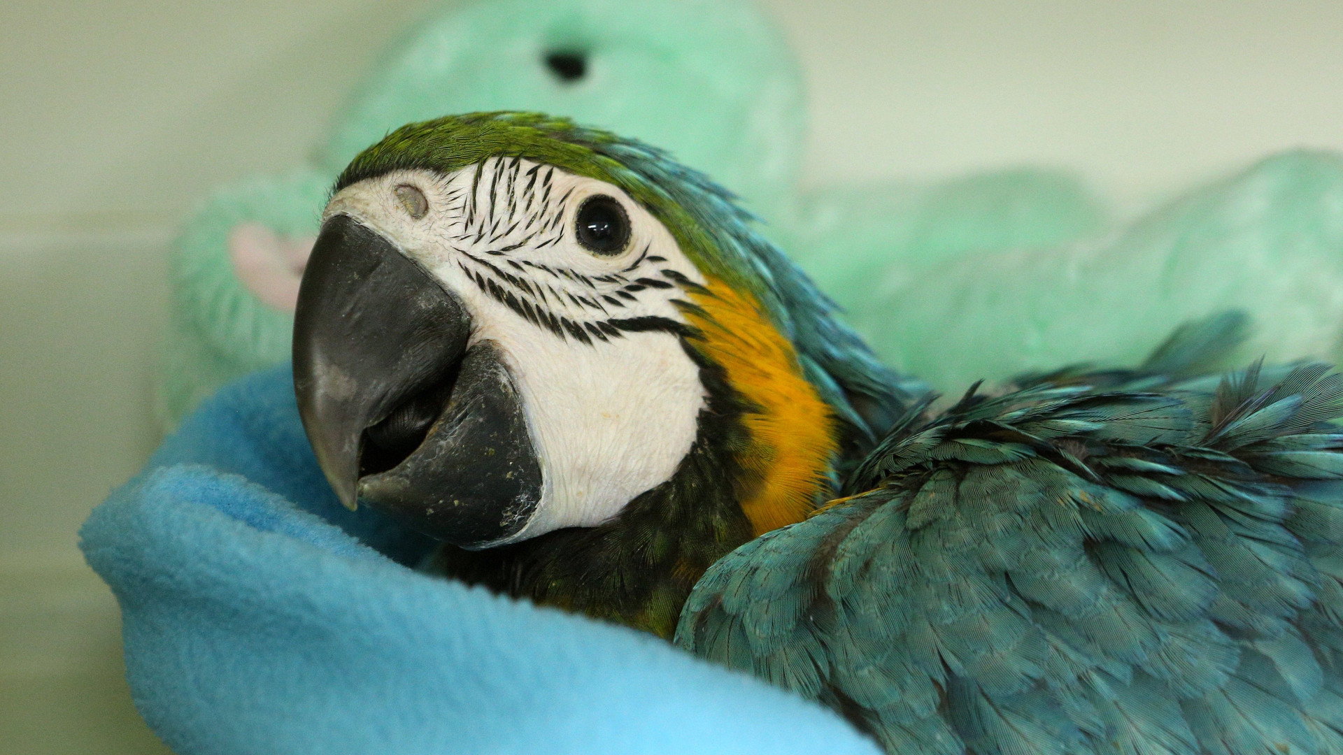 Dr. K's Exotic Animal ER S04E05 backdrop