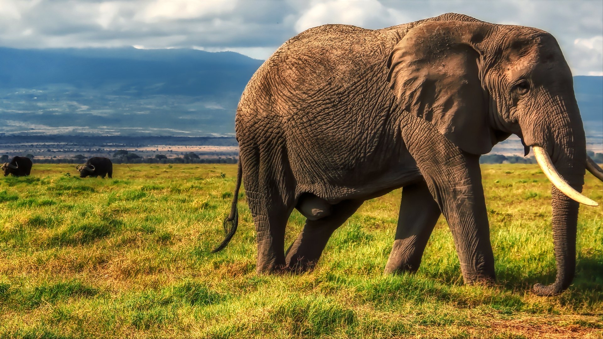 Wild Congo