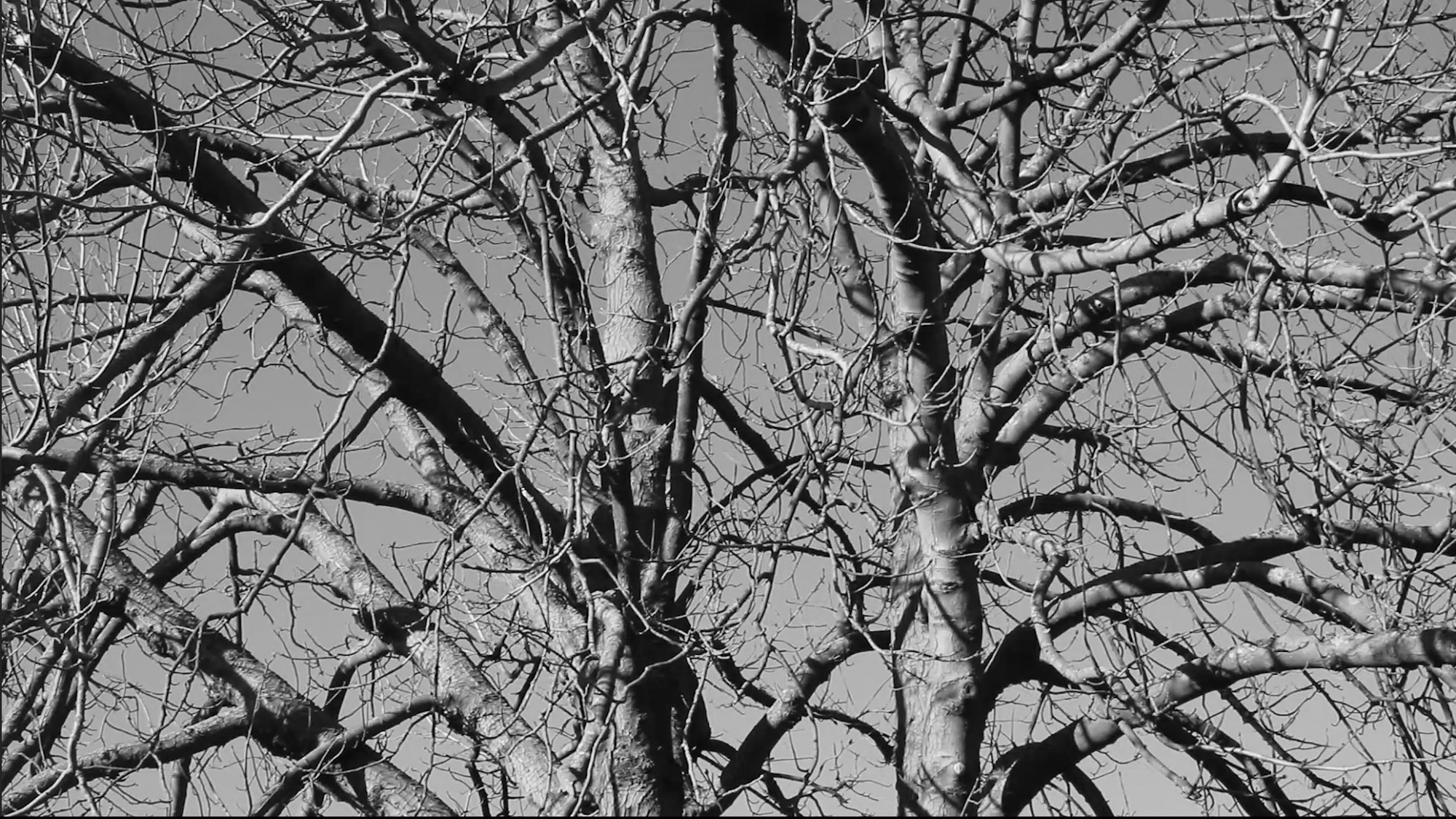 Damned Wood (2024)
