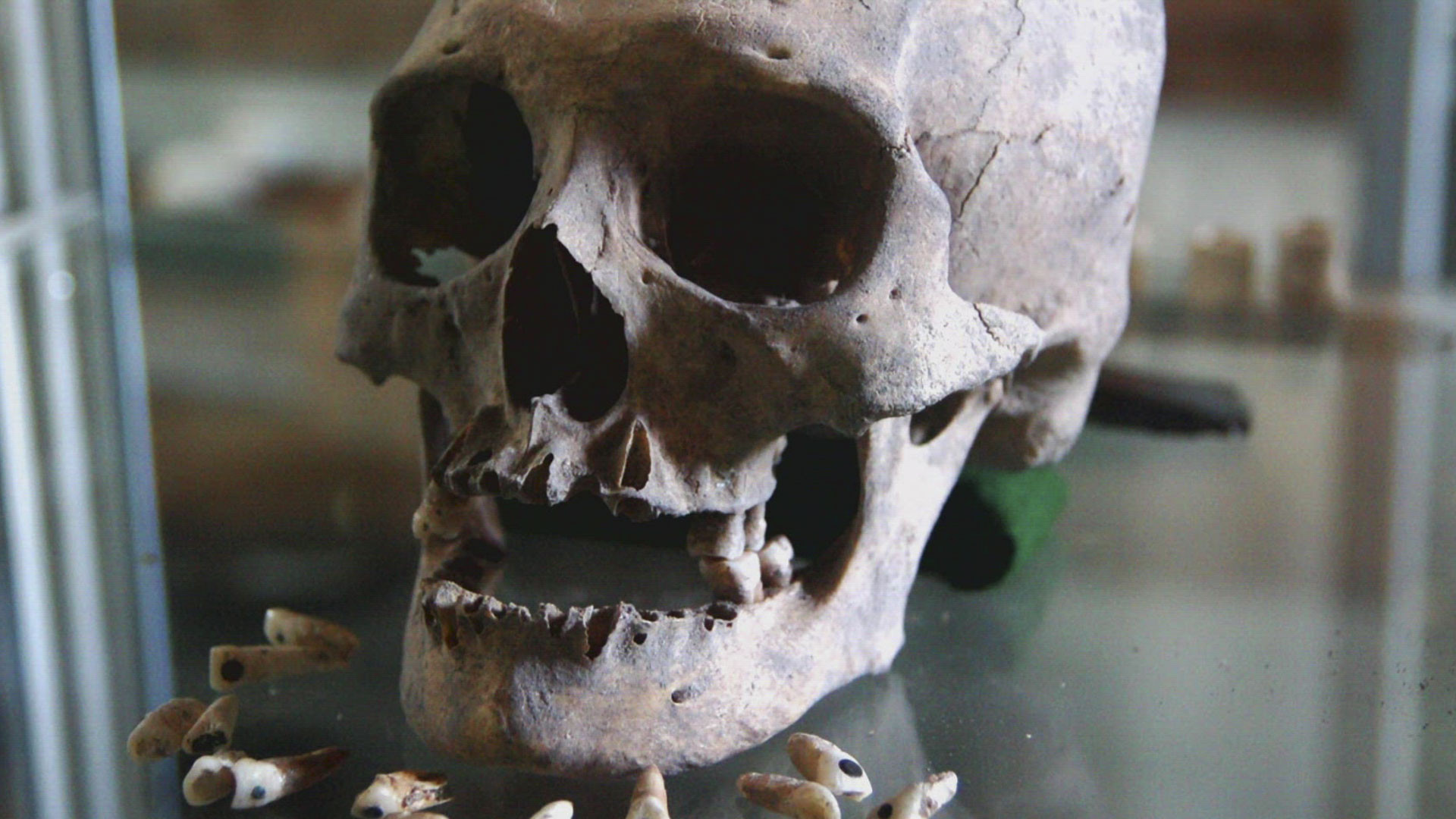 Thumbnail for Mystery Fossil of Madagascar Season 1 Episode 3