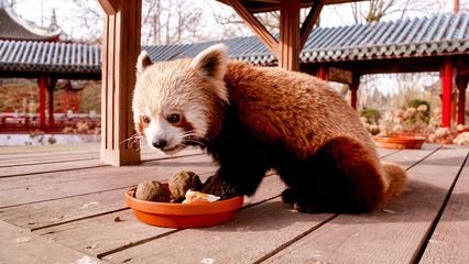 Expédition Pairi Daiza - Épisode 3