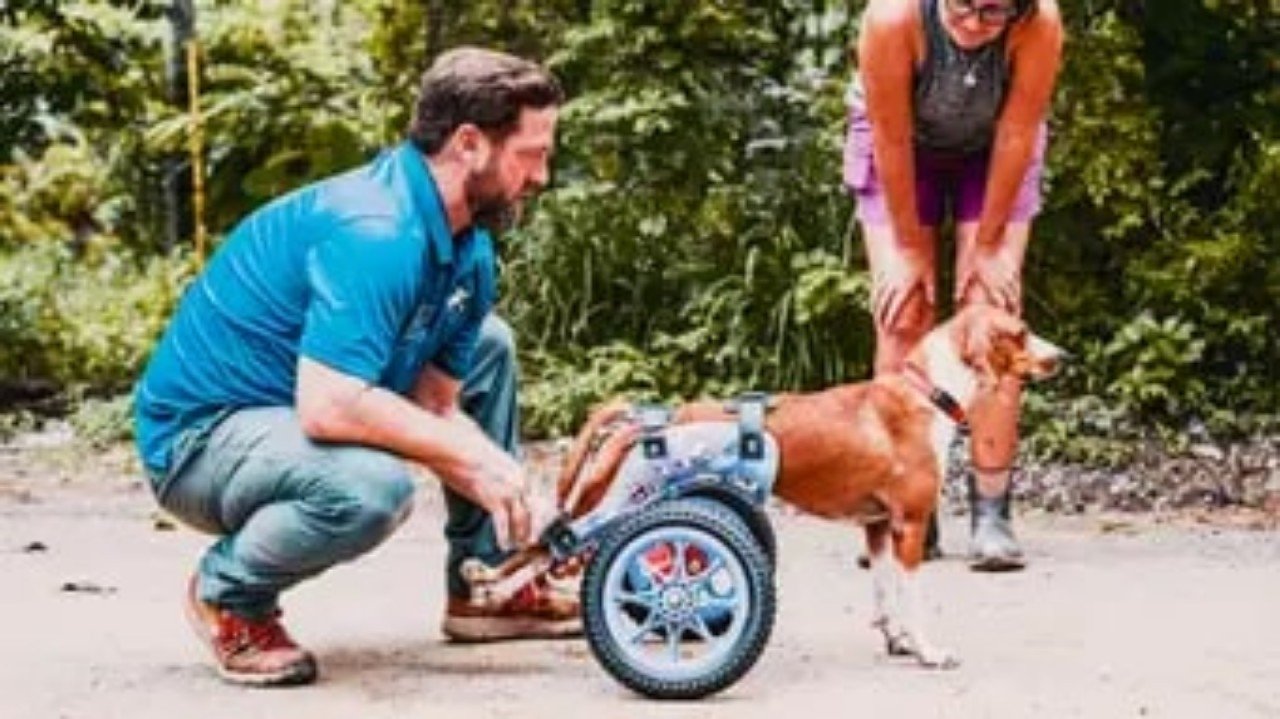 The Wizard of Paws 6x10