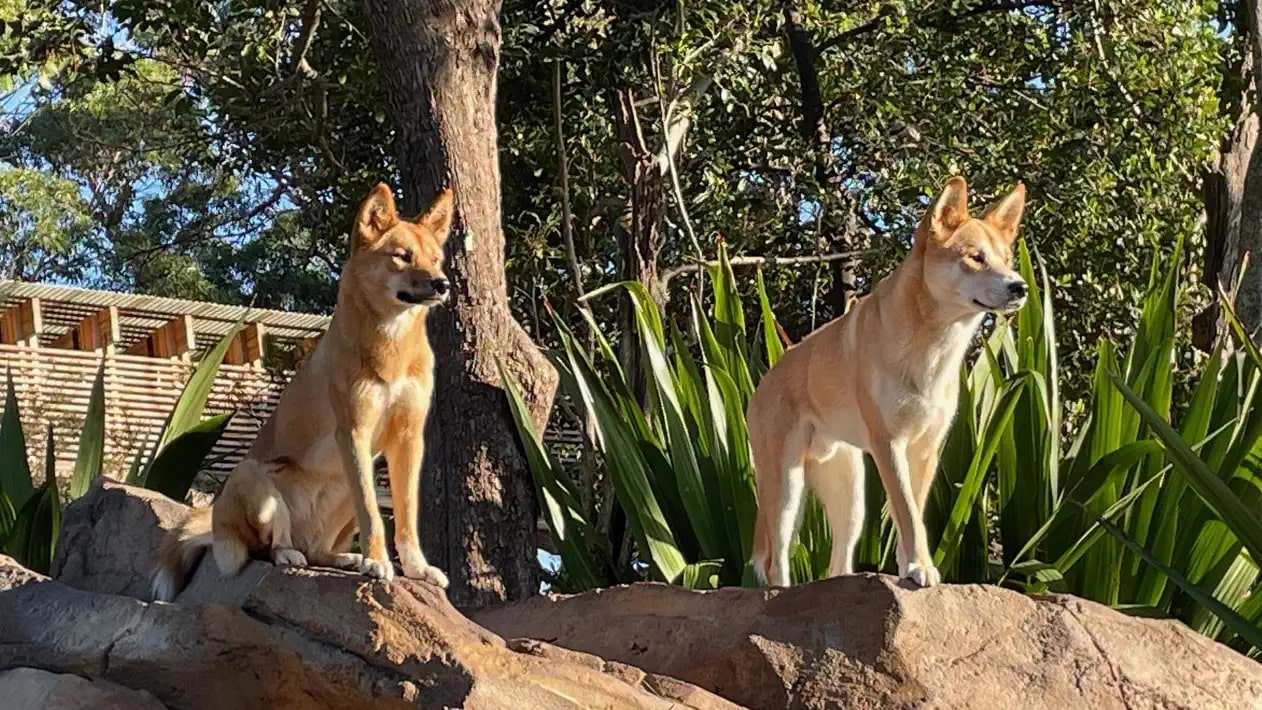 Taronga: Who's Who In The Zoo - Épisode 3