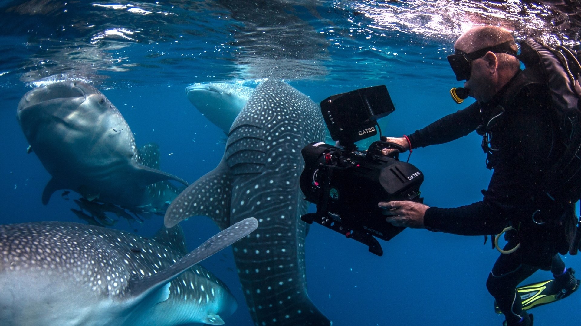 Islands in Time: A Wildlife Odyssey - Épisode 2