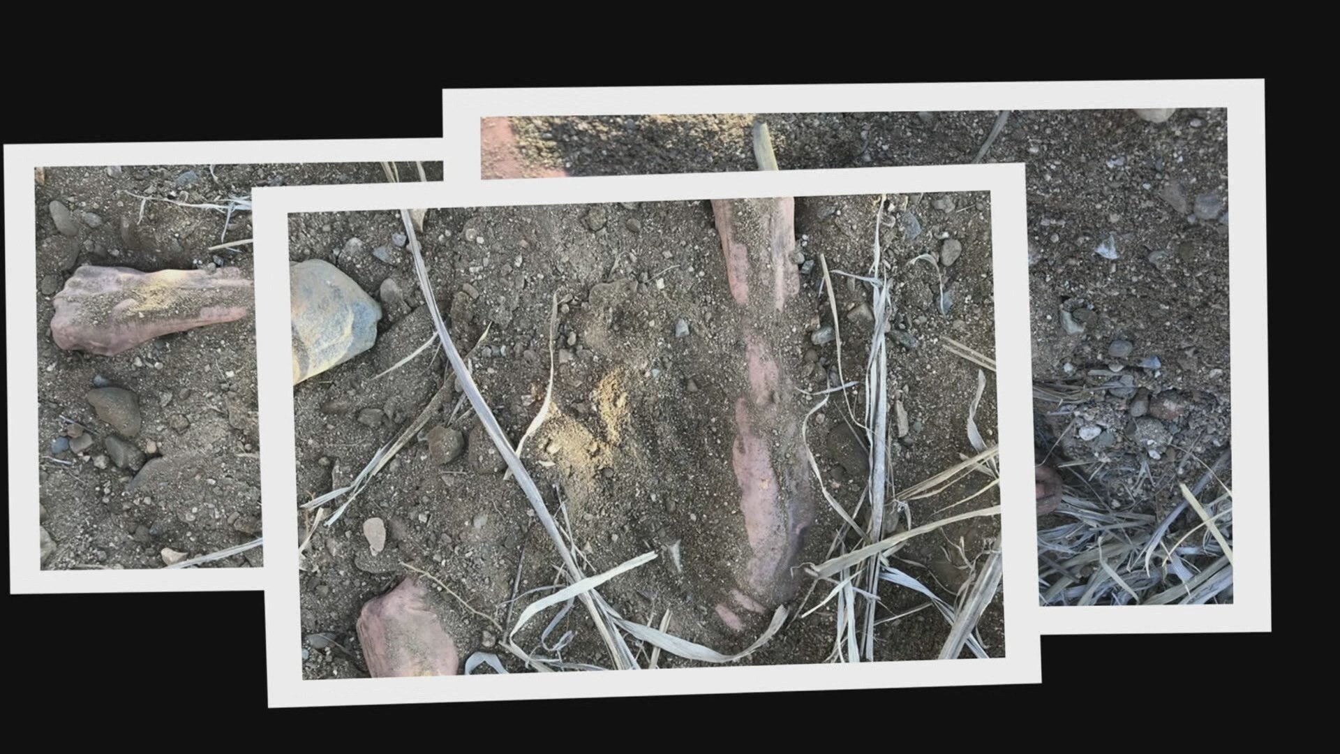 Buried In The Backyard