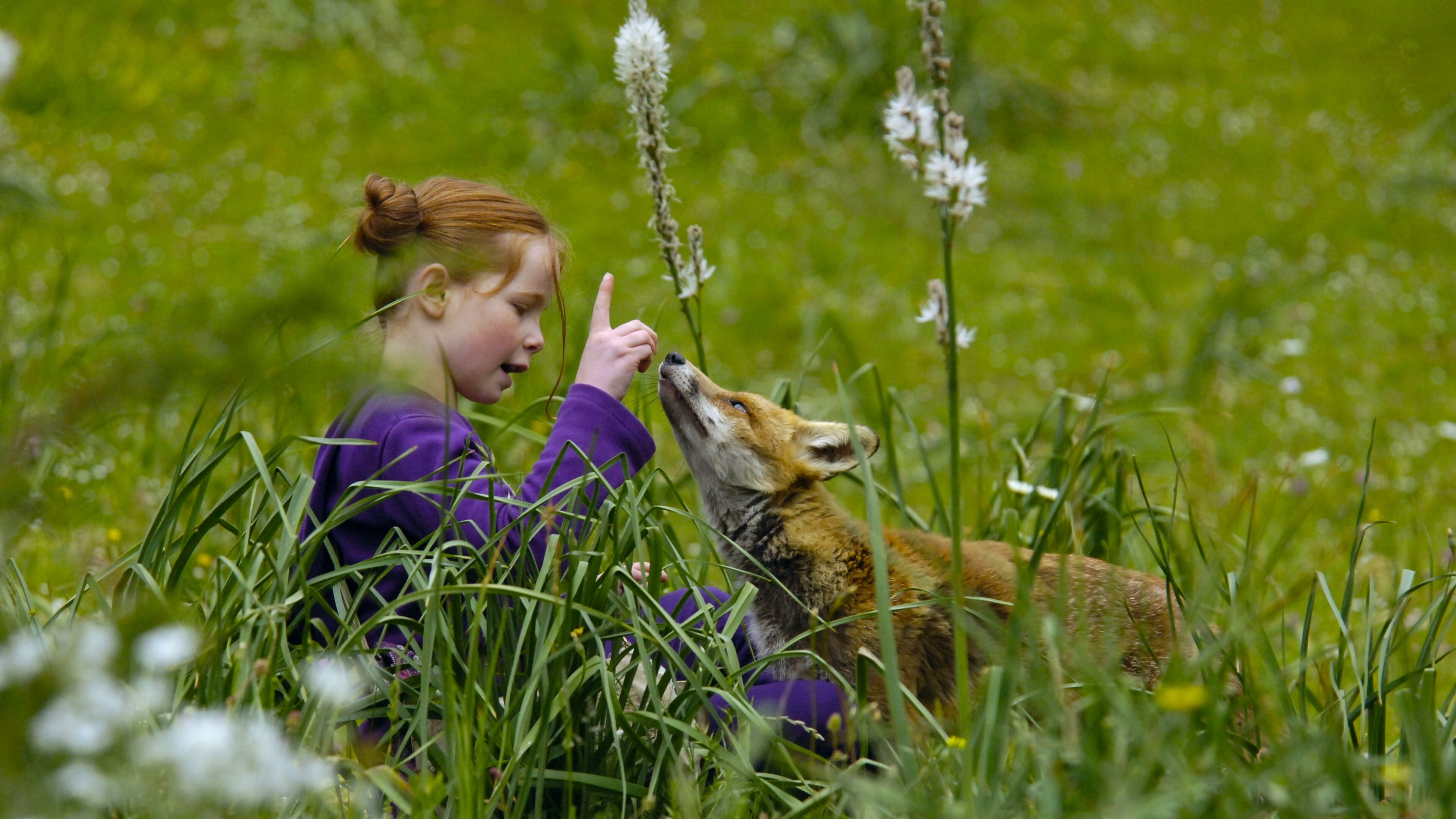 Le Renard et l'Enfant