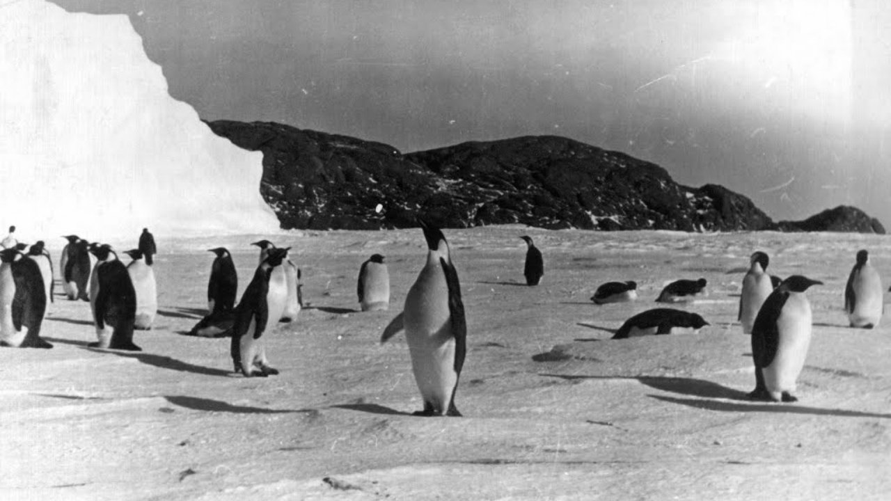 Tale of the Penguins (1958)