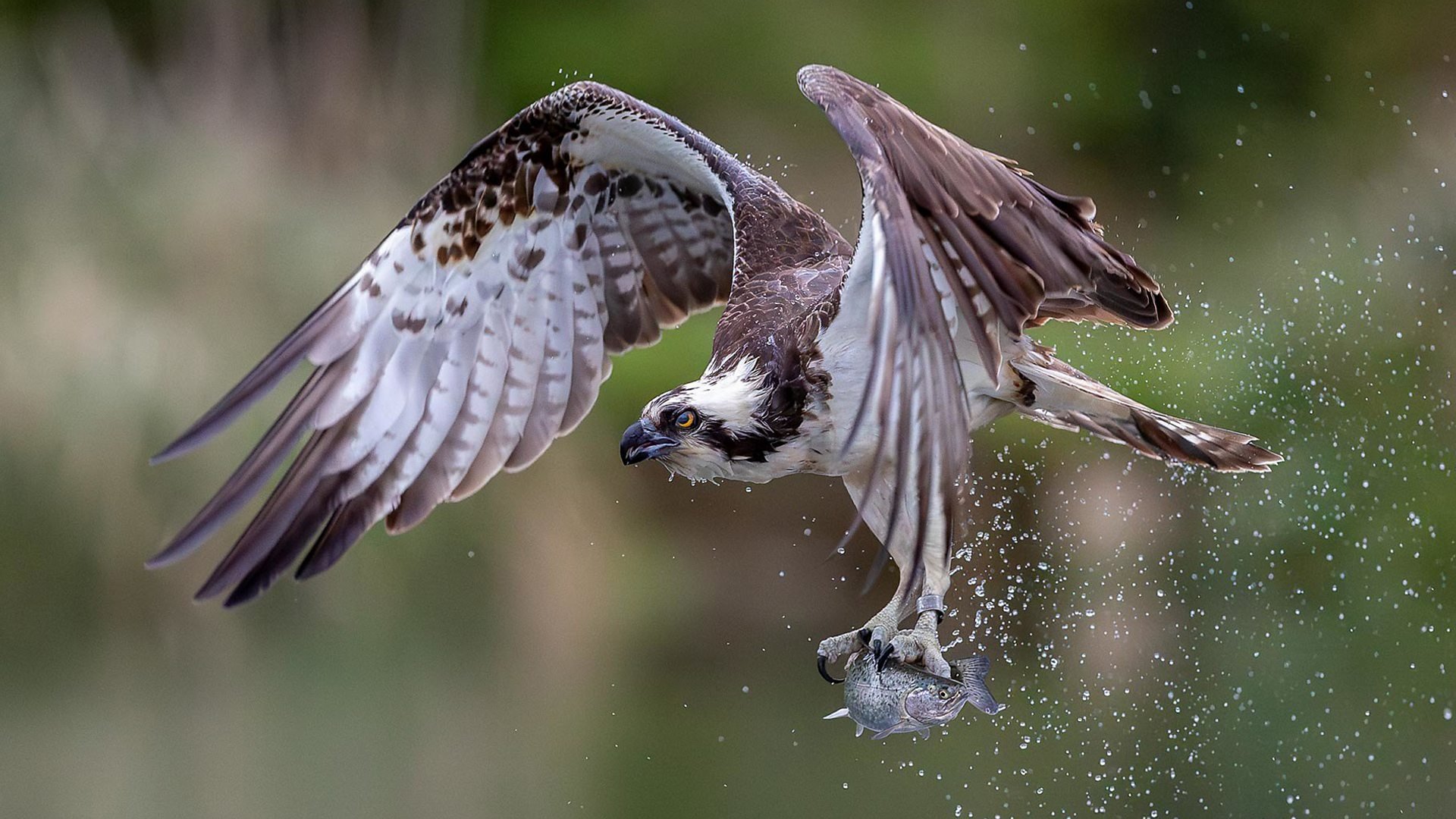 Springwatch