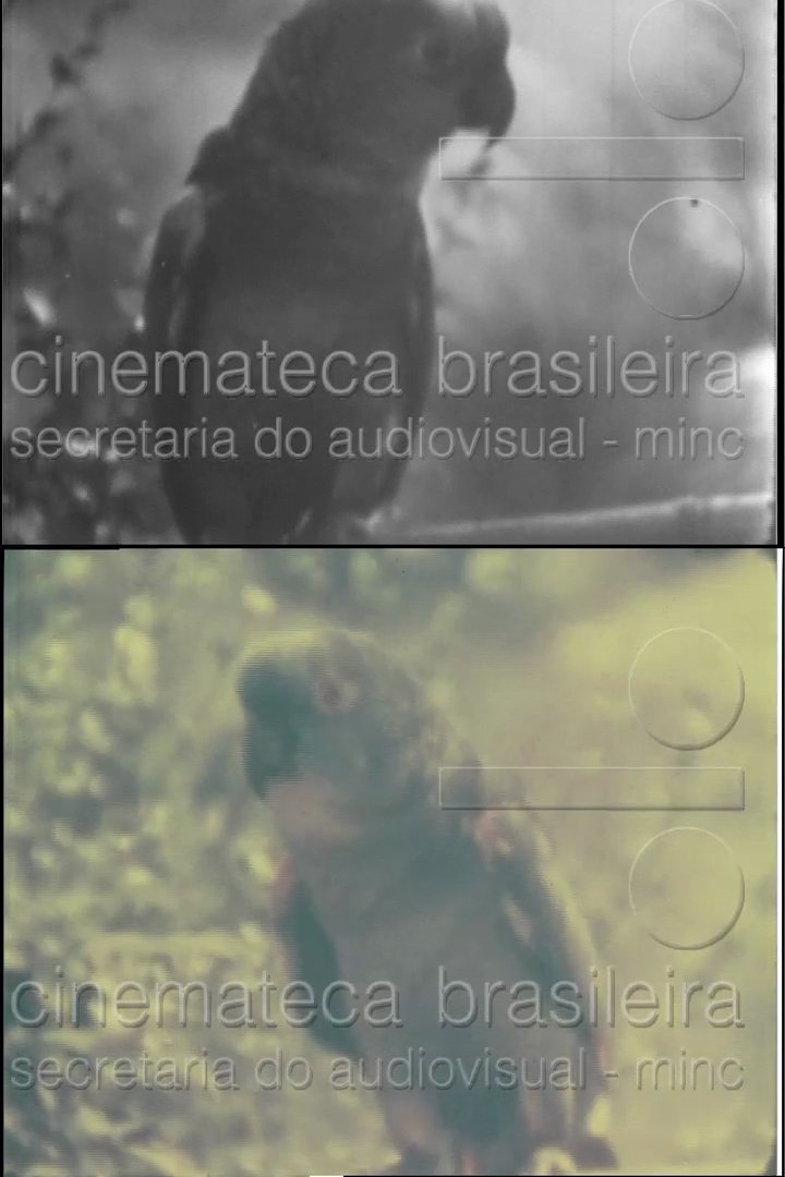 Papagaio Papagaio
