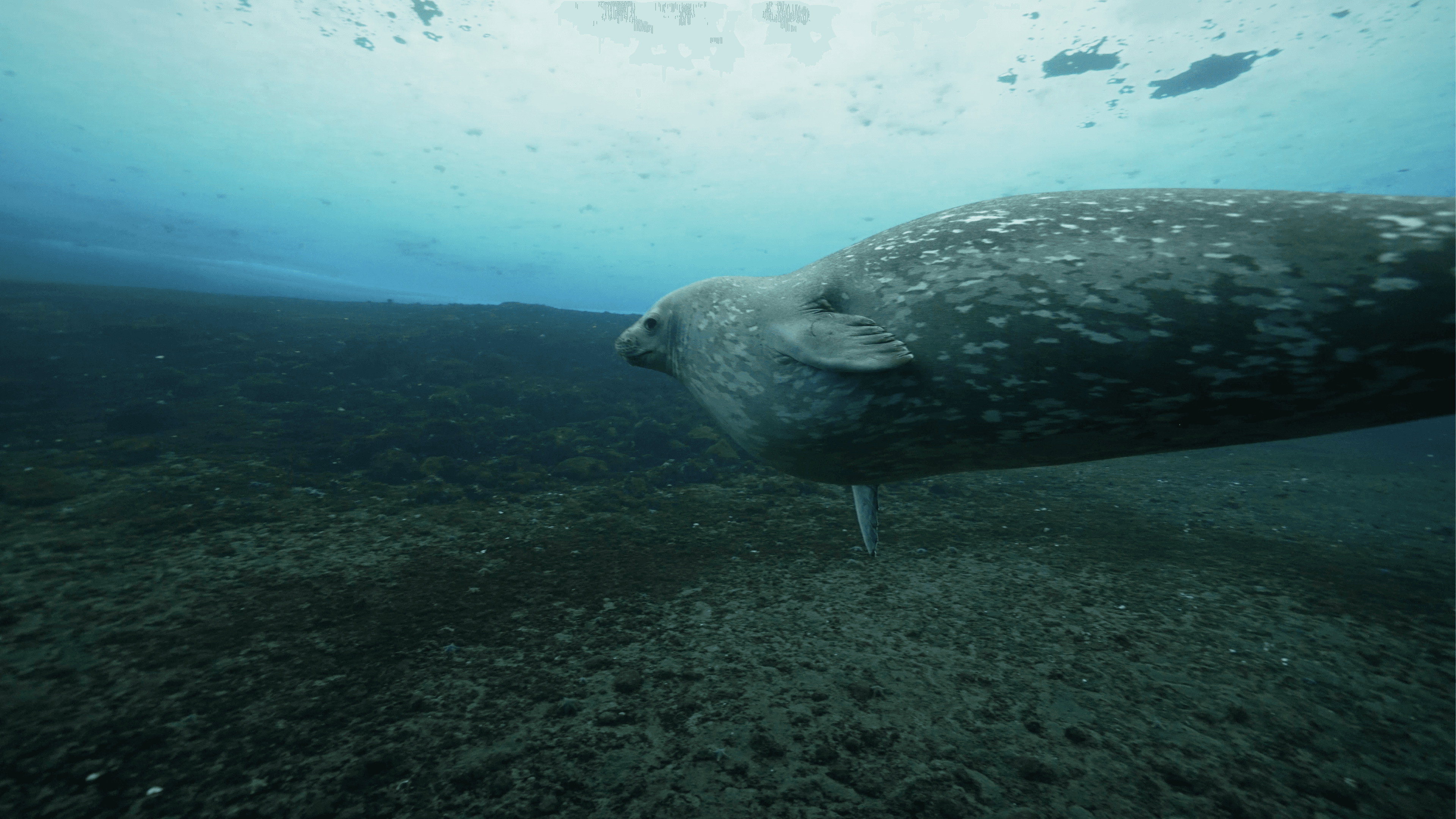Antarctica in a Warming World