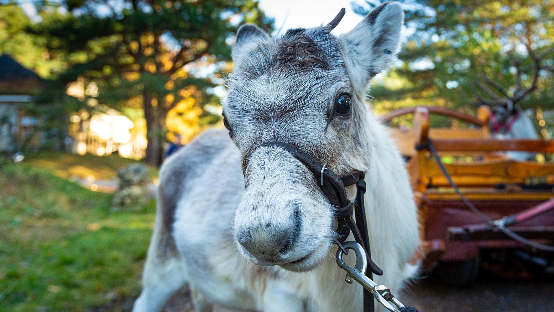 A Baby Reindeer's First Christmas