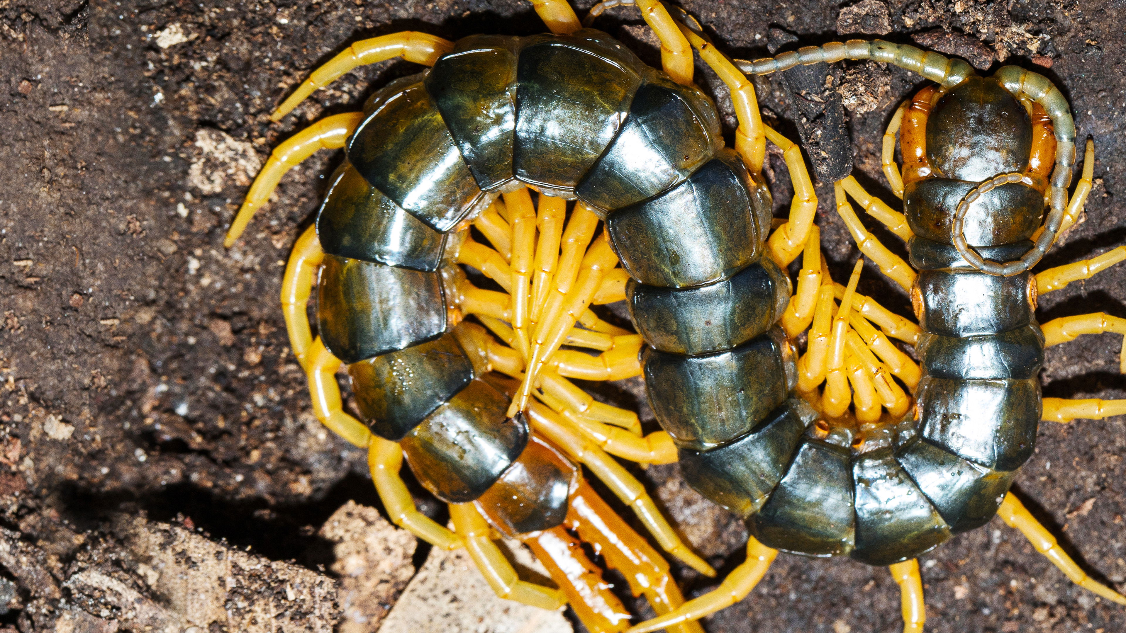 Australia's Deadly Monsters - Season 1 Episode 3 : Nightmares of the North