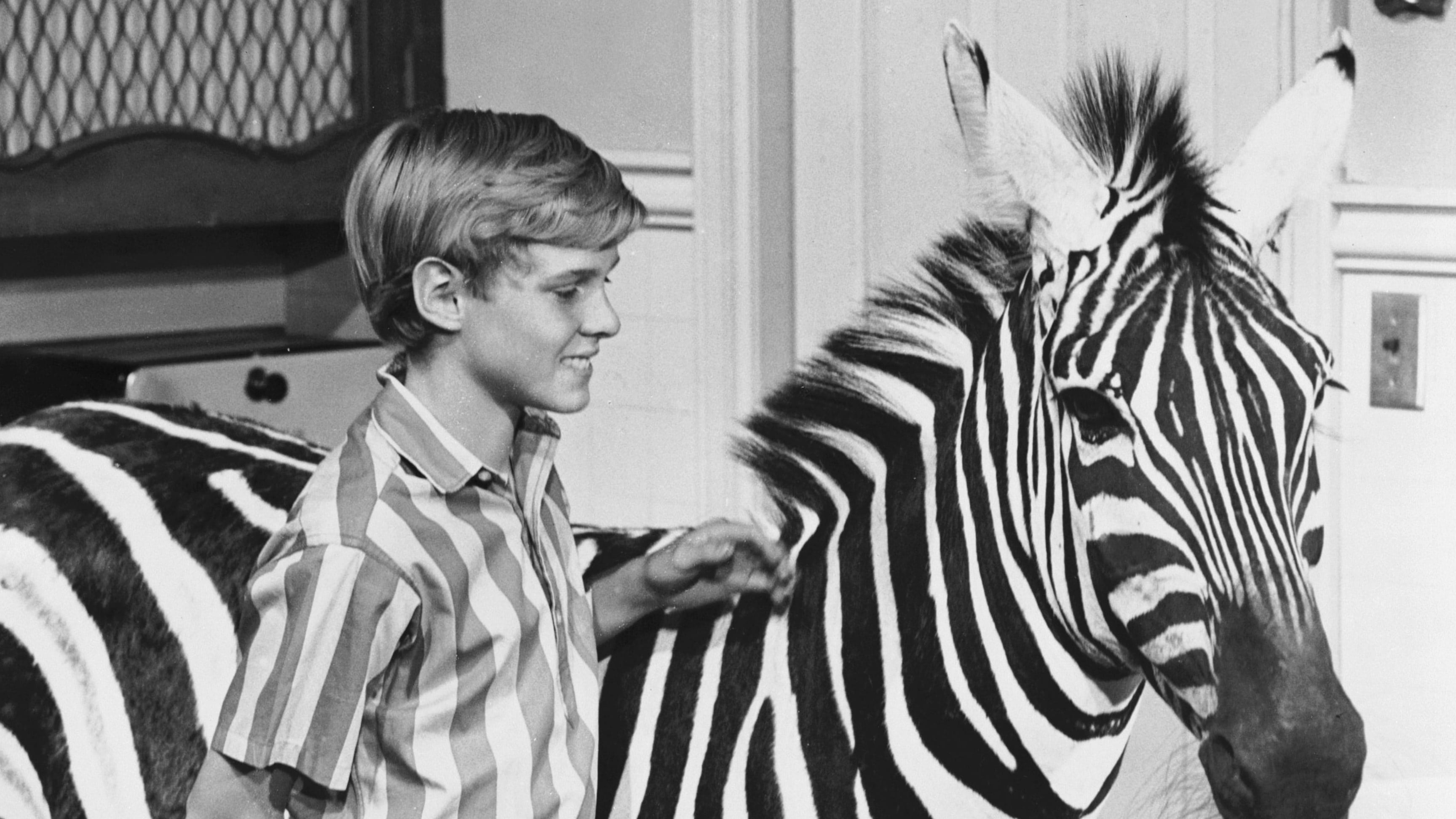 Ein Zebra in der Küche (1965)