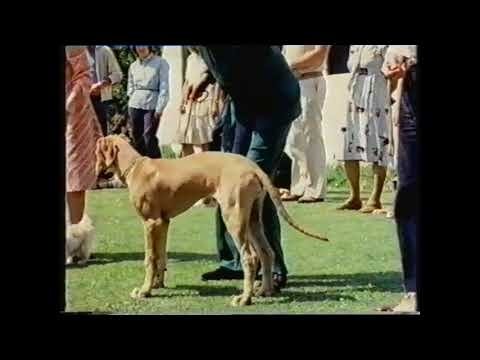 Training Dogs the Woodhouse Way - Épisode 3