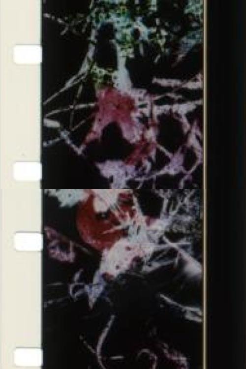 The Birds Of Paradise (1999) en streaming sur Allonetflix.com