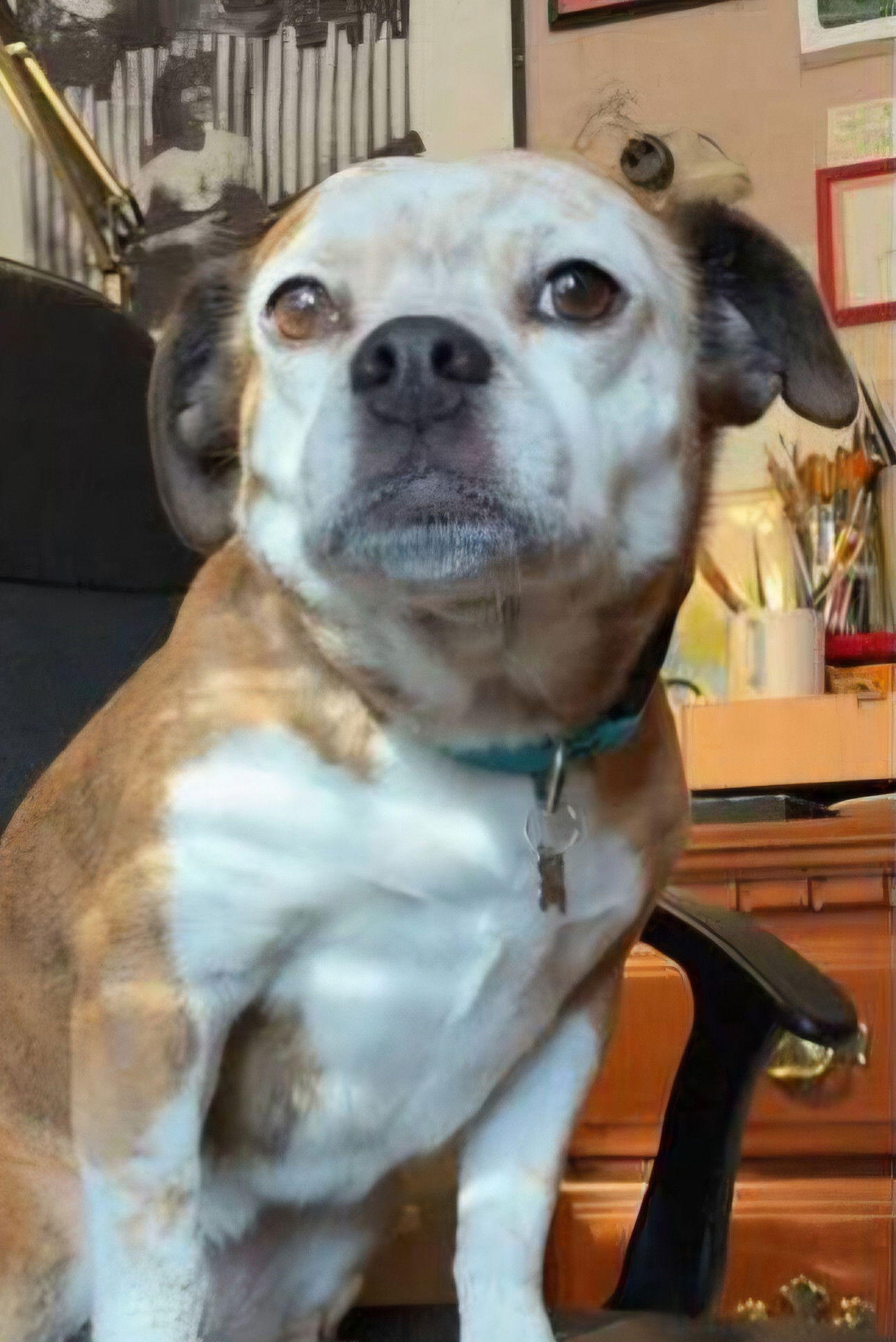 et billede af Dorothy the Dog