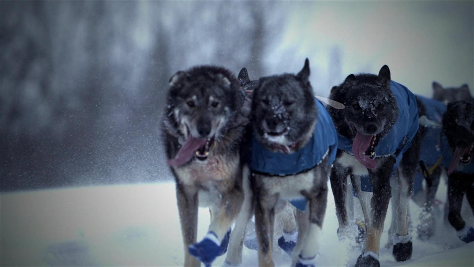 Life Below Zero