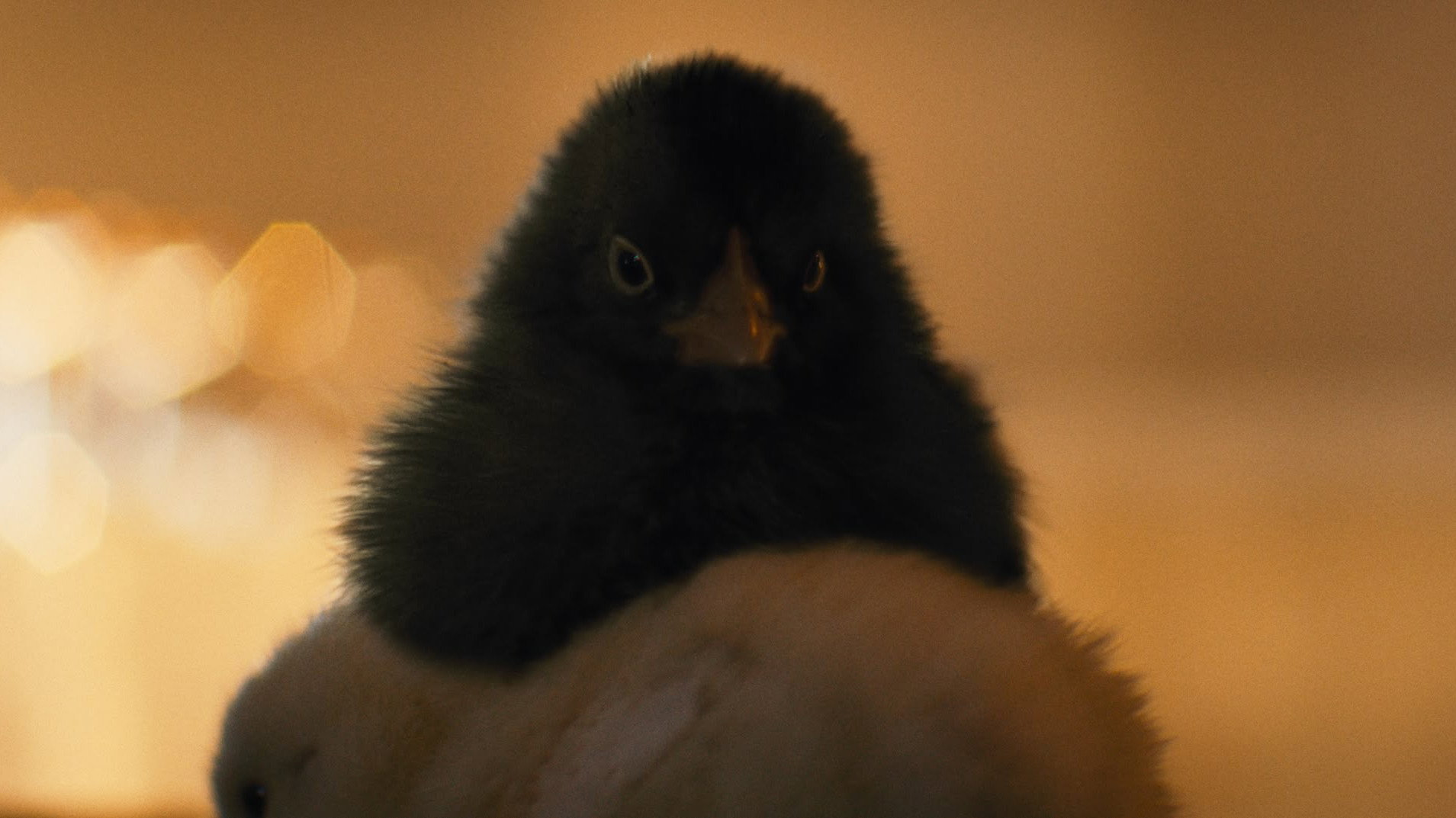 Hen (2026) — still 7