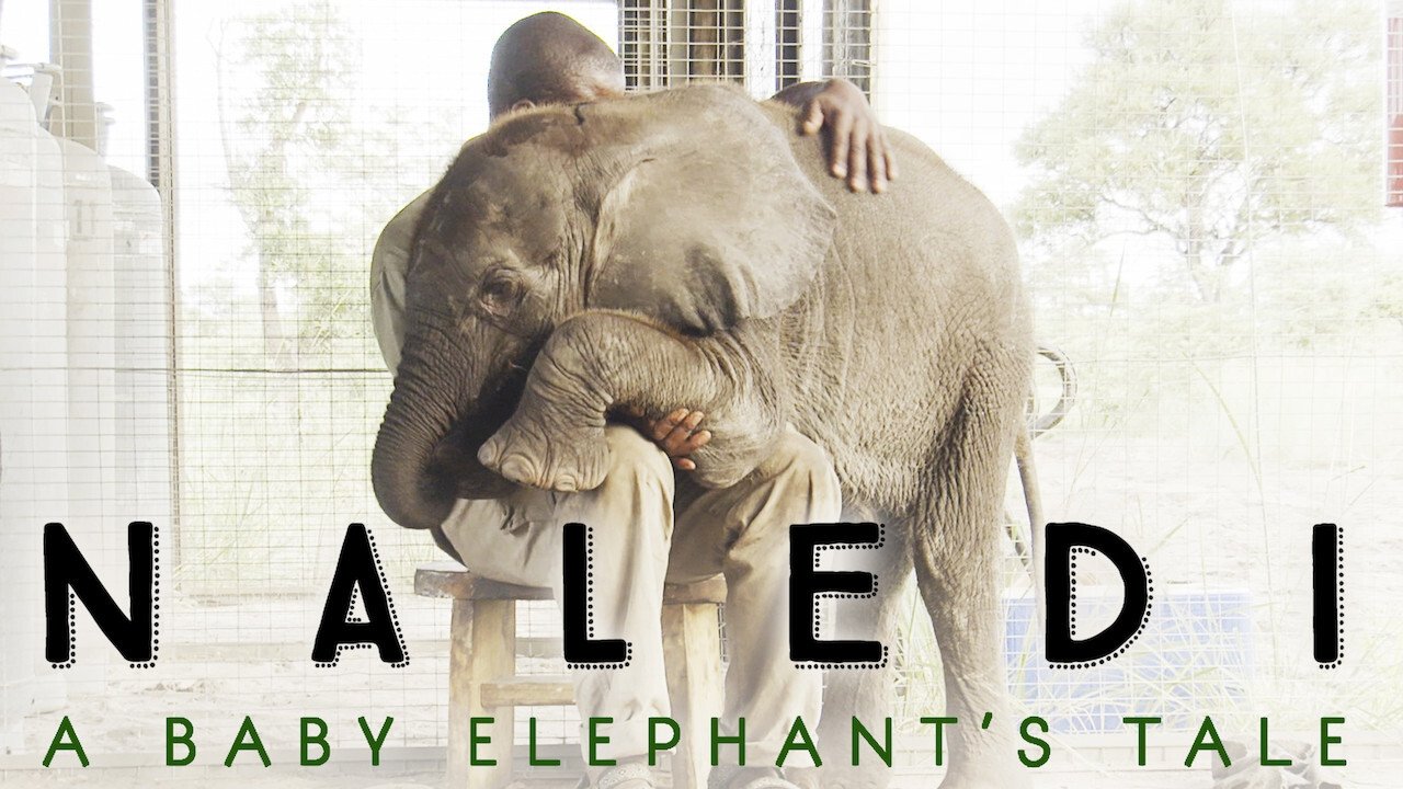 Naledi: A Baby Elephant's Tale