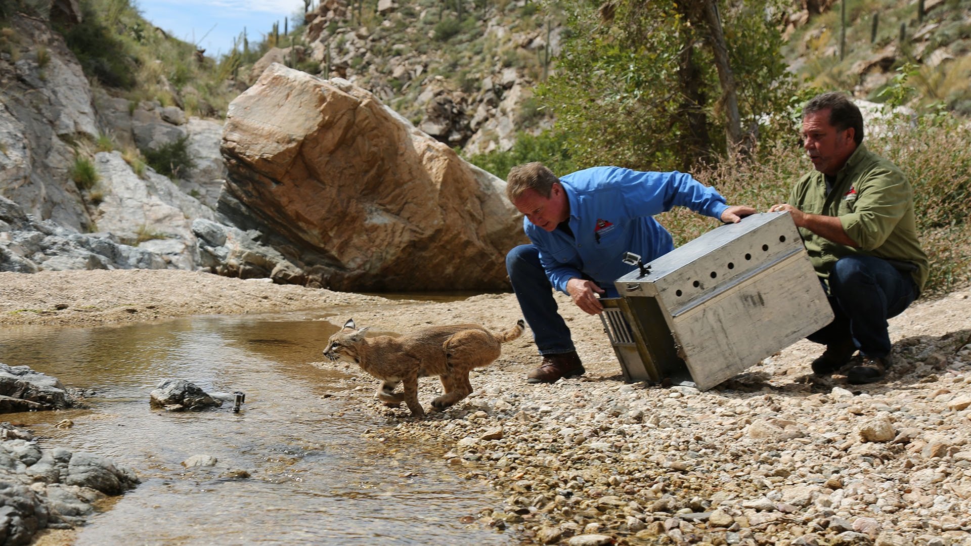 Thumbnail for Bobcat in the Coop Season 1 Episode 1