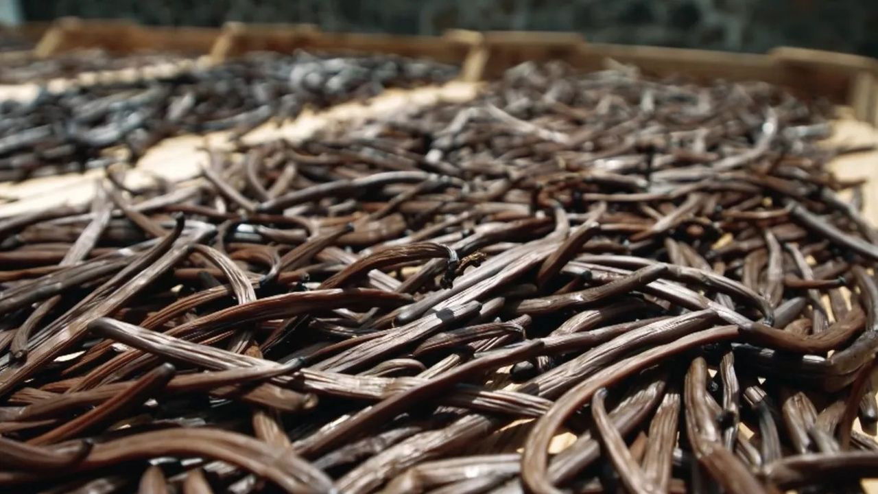 On va déguster : La vanille, l'or noir des saveurs