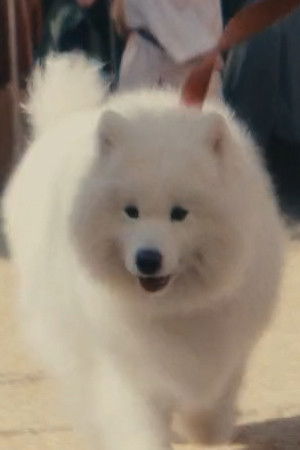 Profile Diamond Loutsis with character Diamond the Dog