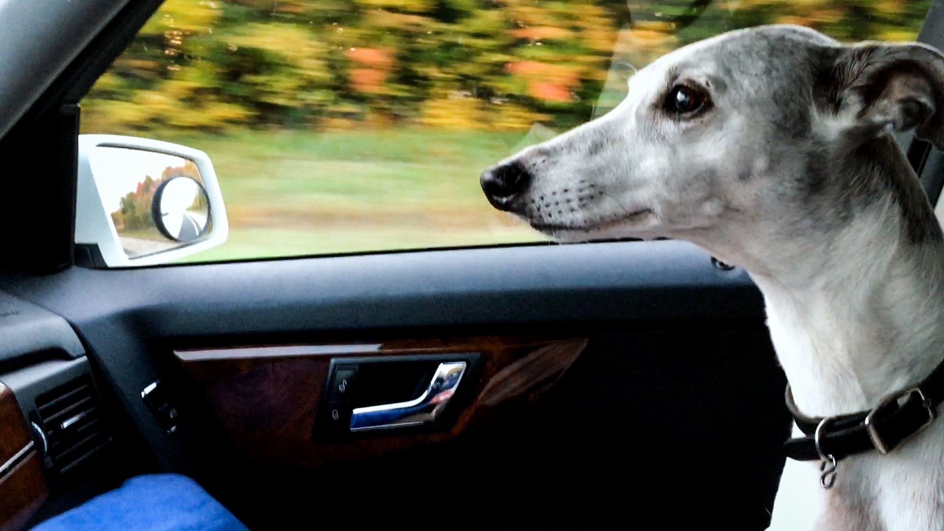 Abby’s List: A Dogumentary (2025)