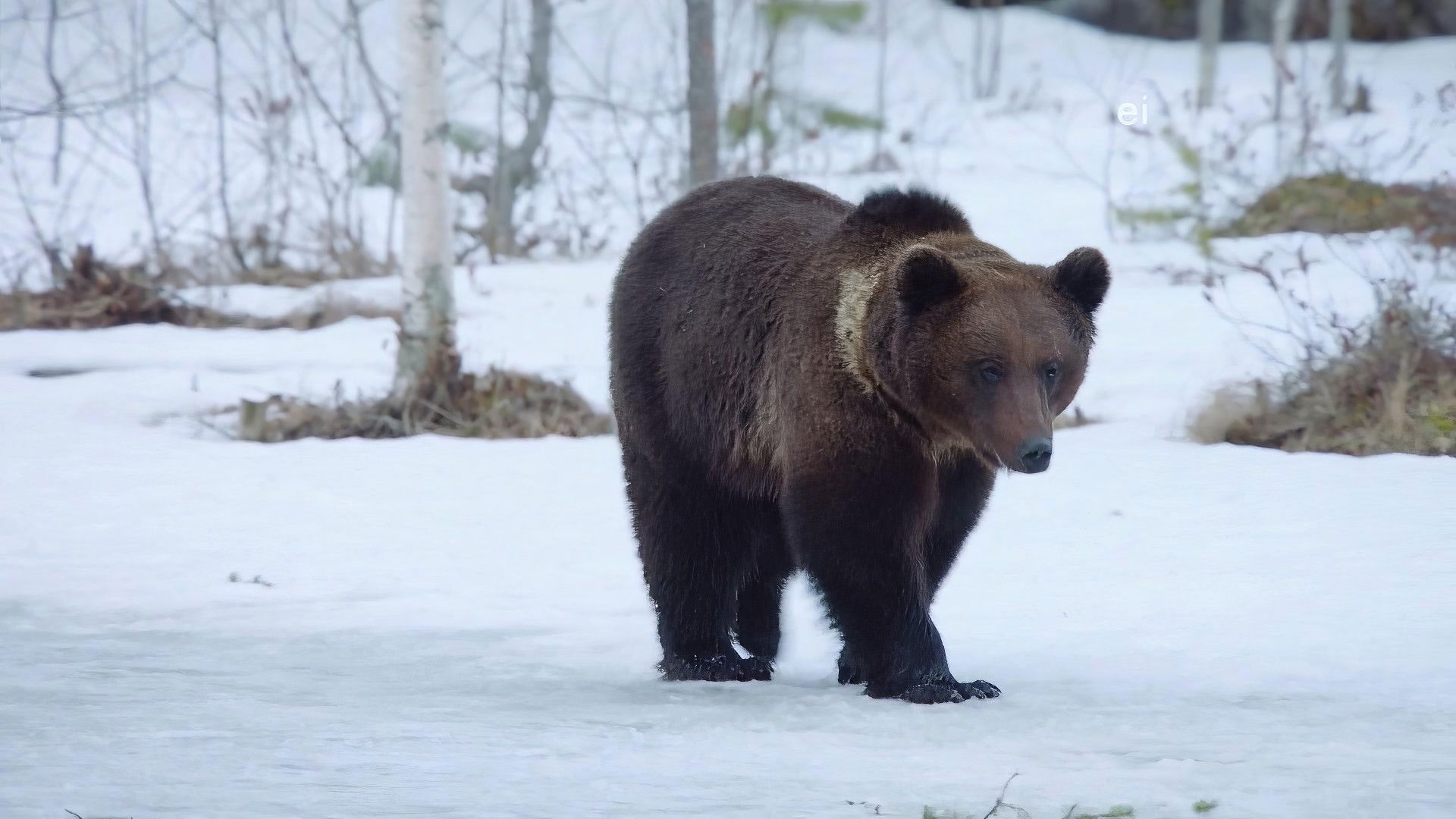 Earth Odyssey with Dylan Dreyer S04E09 backdrop