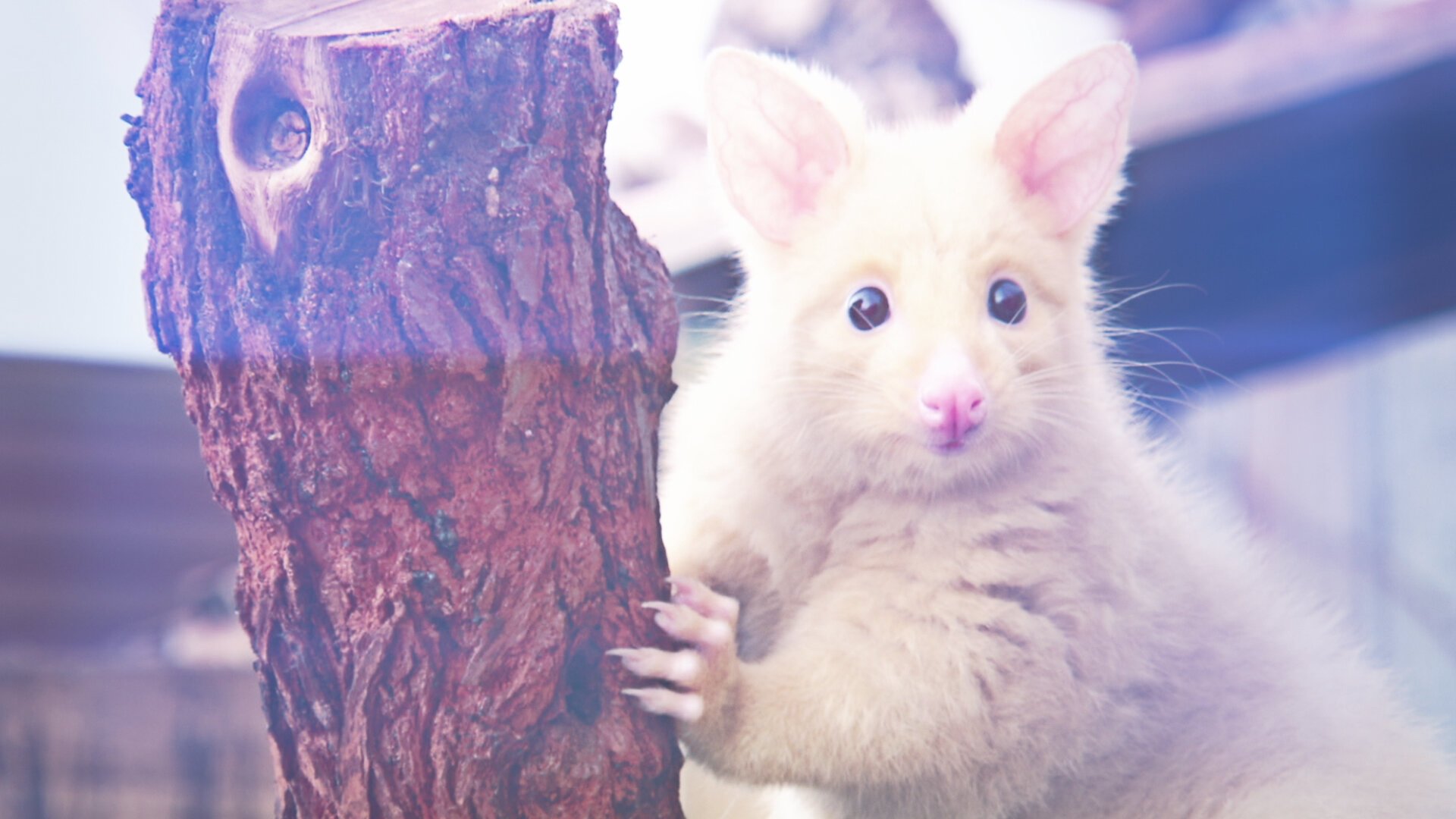 Thumbnail for Footpads and Flippers Season 1 Episode 6