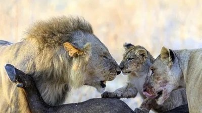 La loi du lion - Frères de sang
