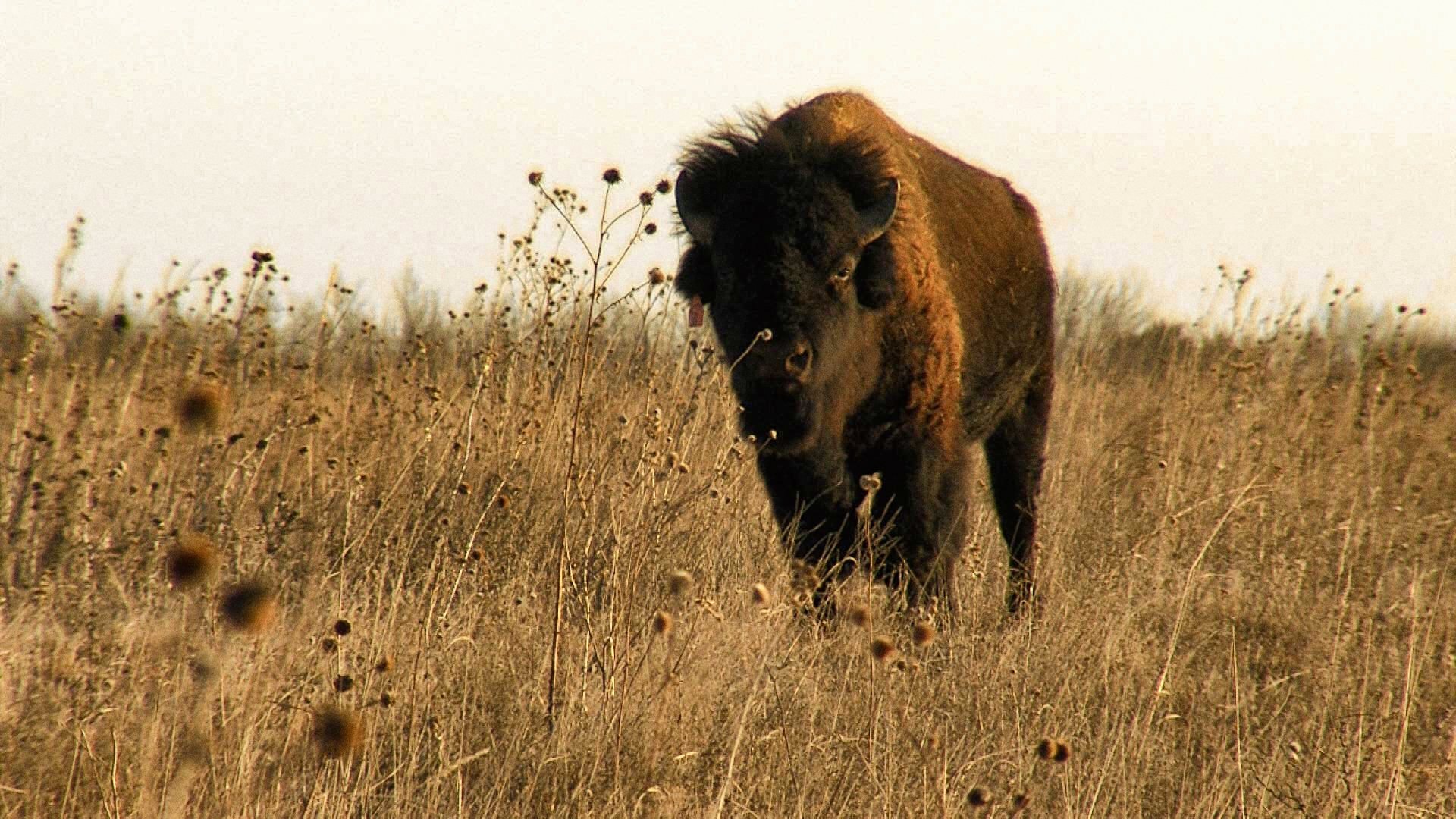 Texas Parks and Wildlife - Épisode 8