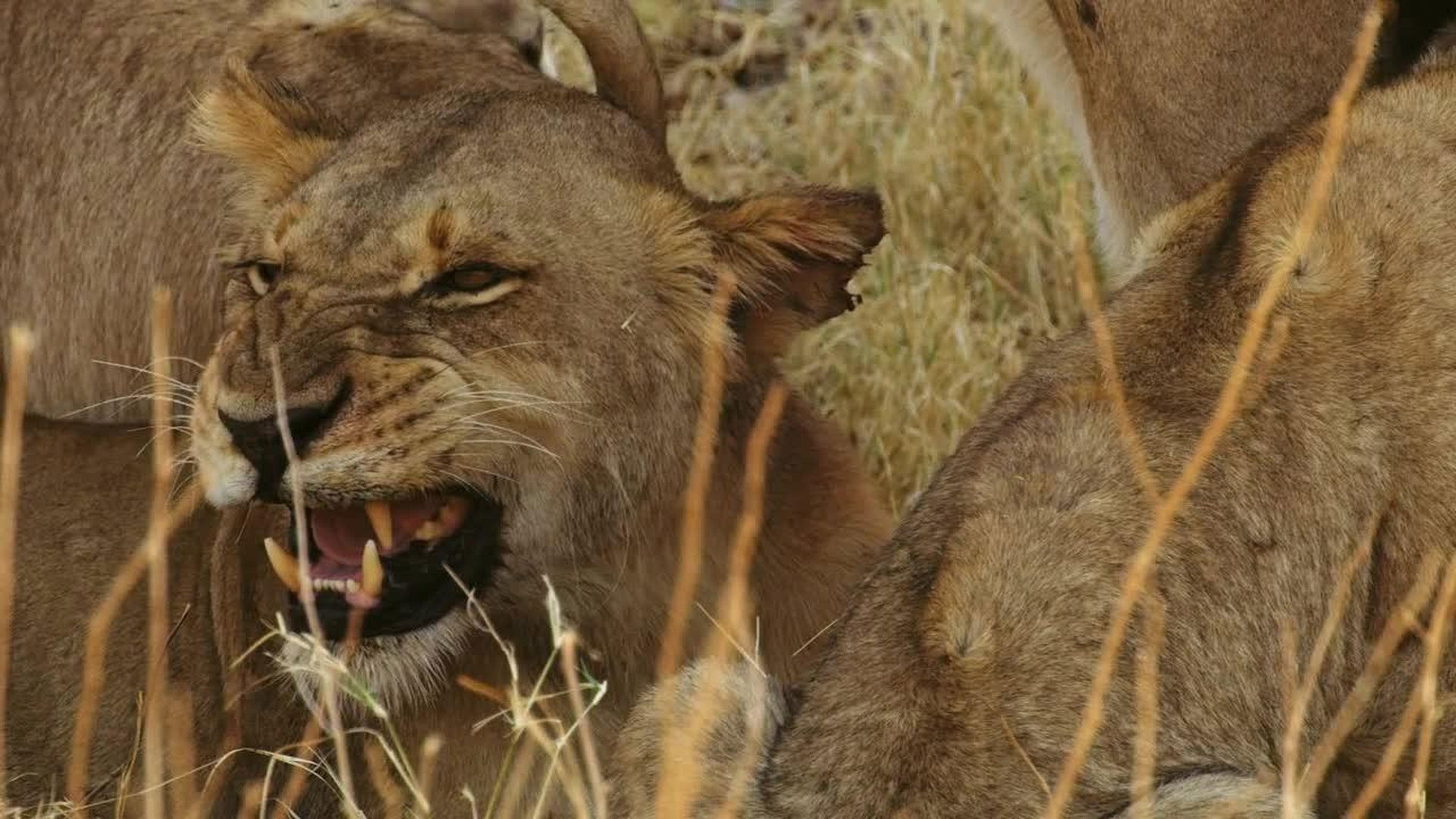 Savage Kingdom