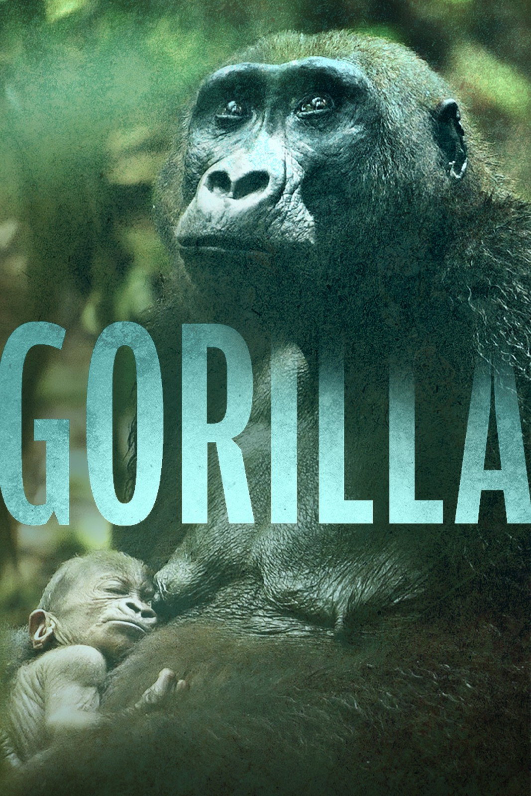 Gorilla