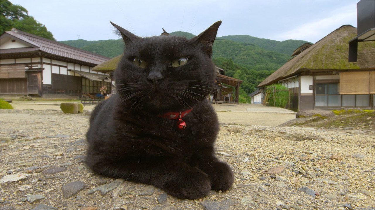 A Cat's-Eye View of Japan - Épisode 12