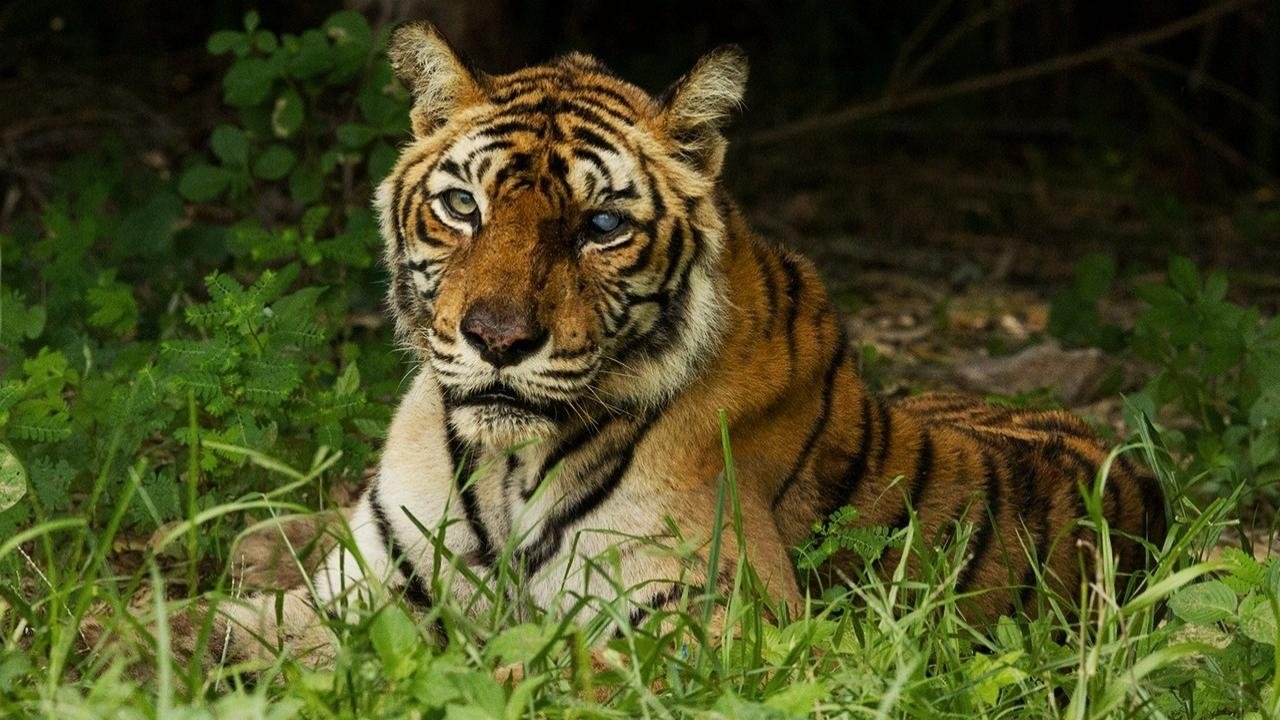 The World's Most Famous Tiger