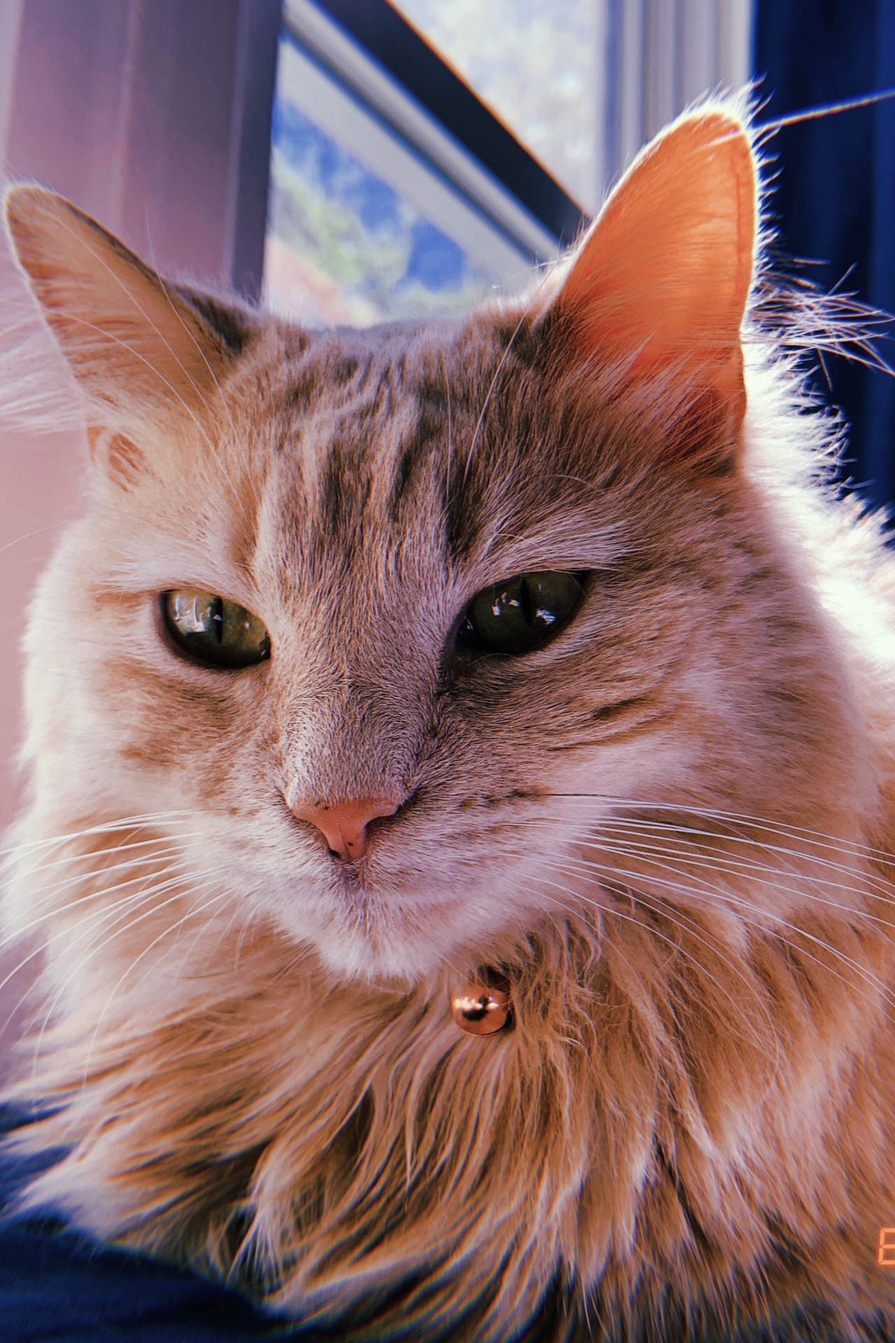 et billede af Belle Childers