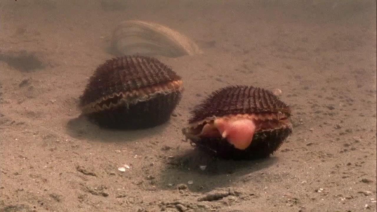 World's Weirdest