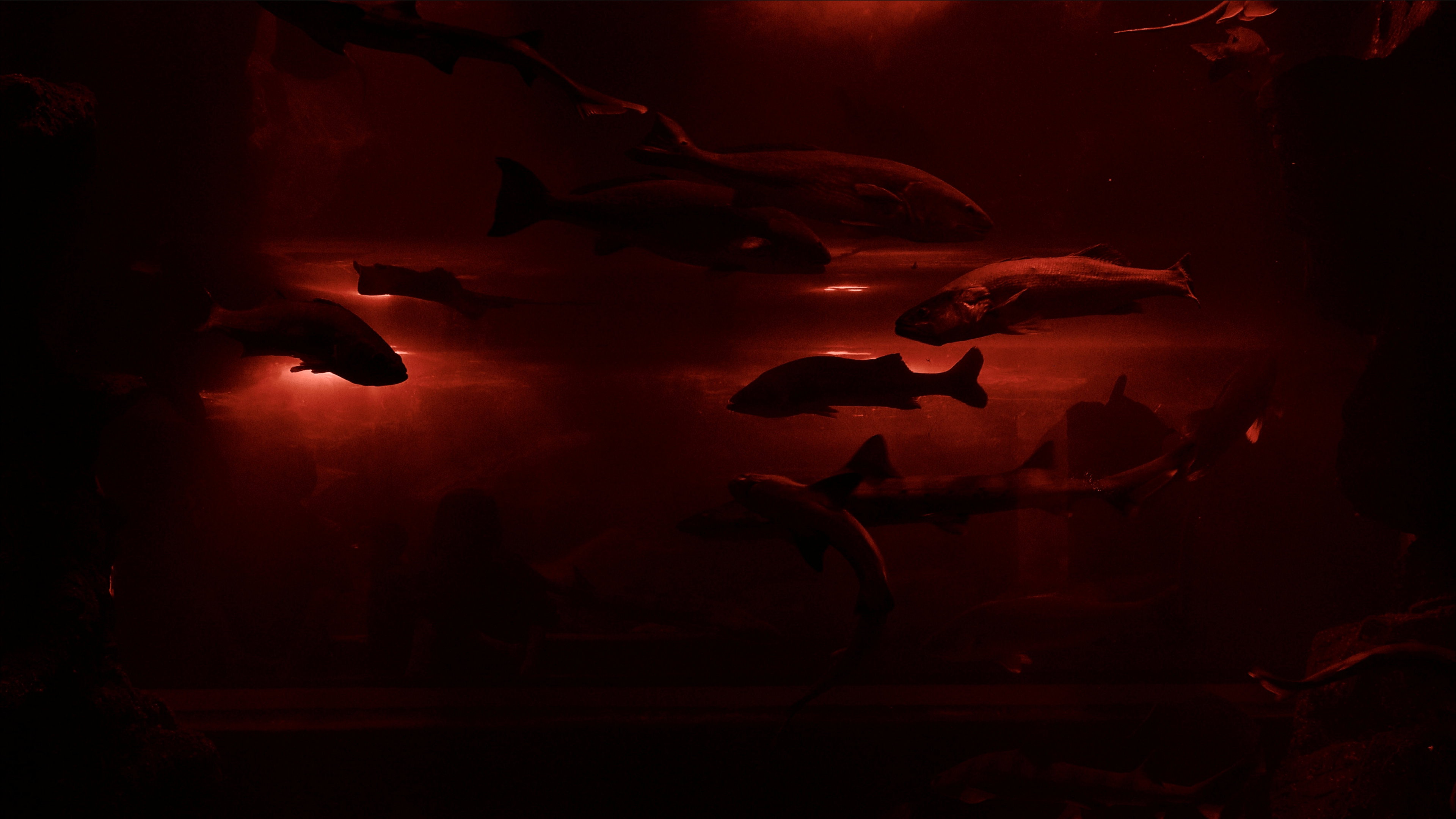 Red Wave​