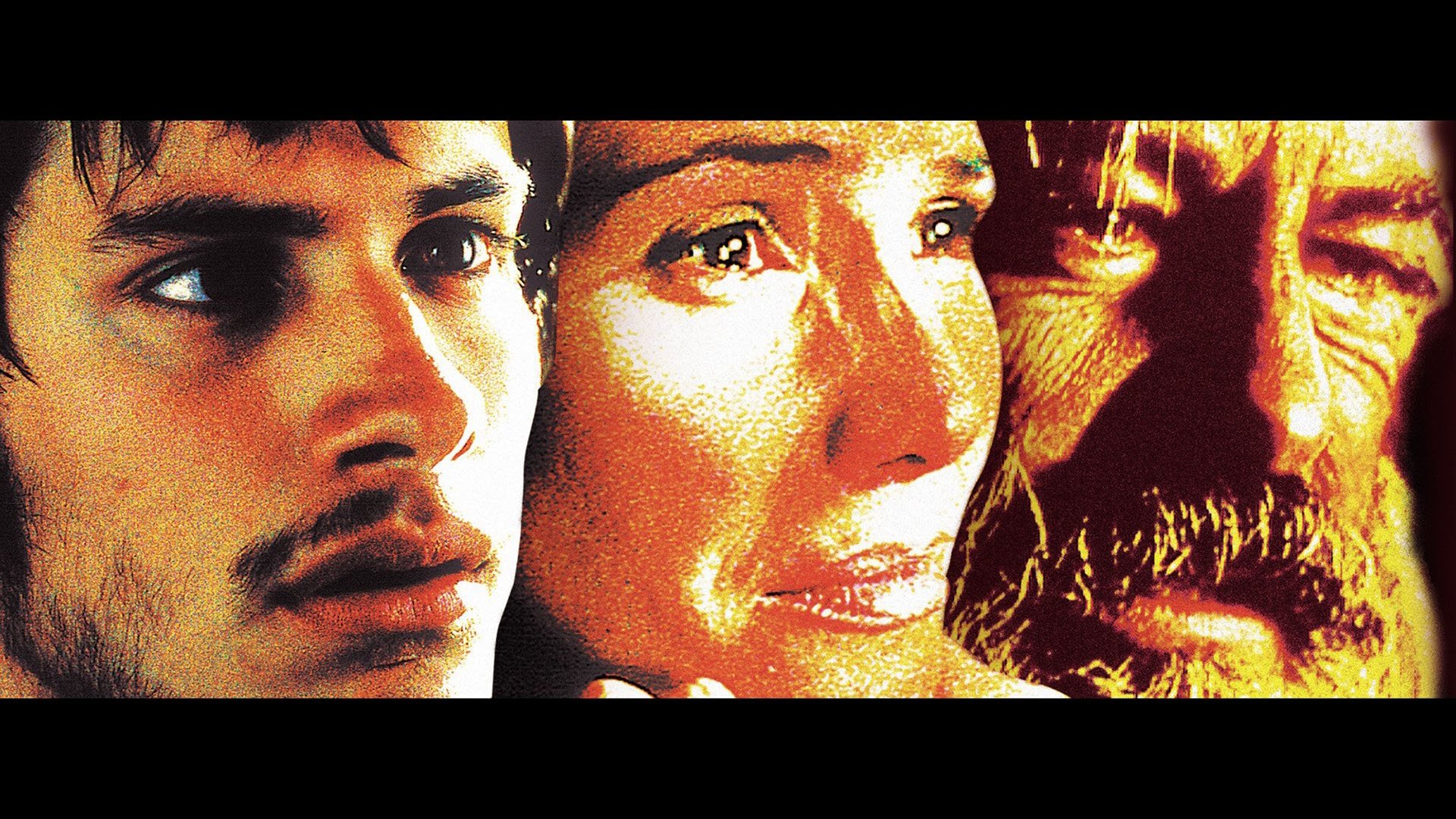 amores perros translation amores perros translation