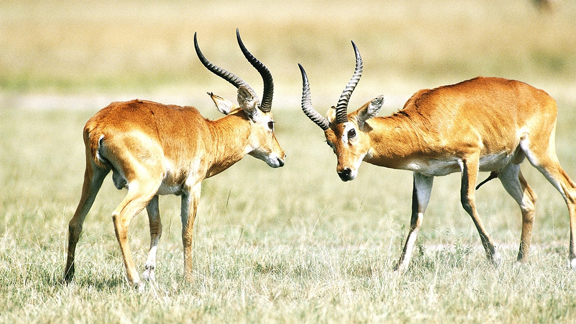 The Great Rift: Africa's Wild Heart