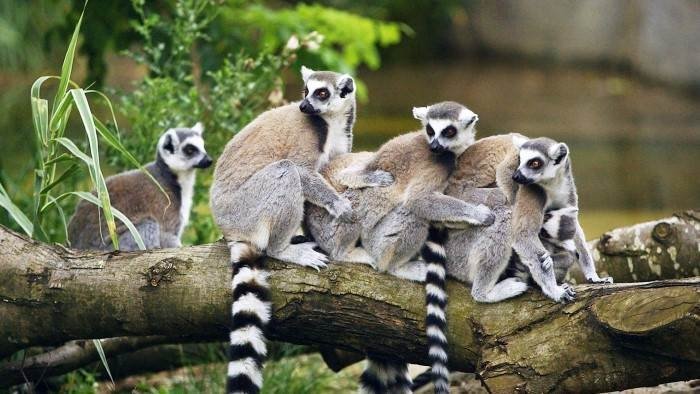 Un zoo à Paris - L'île des lémuriens
