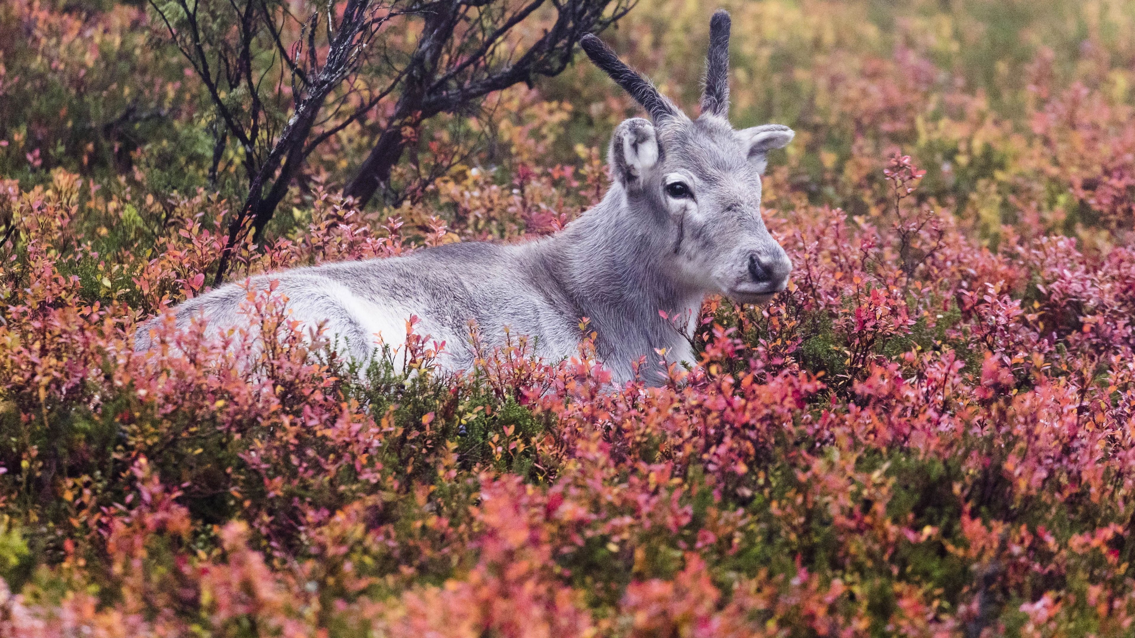 Ailo - pienen poron suuri seikkailu