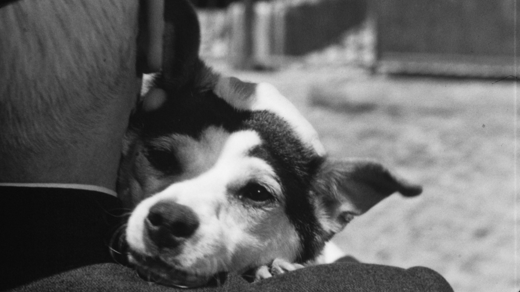 Umberto D. (1952)