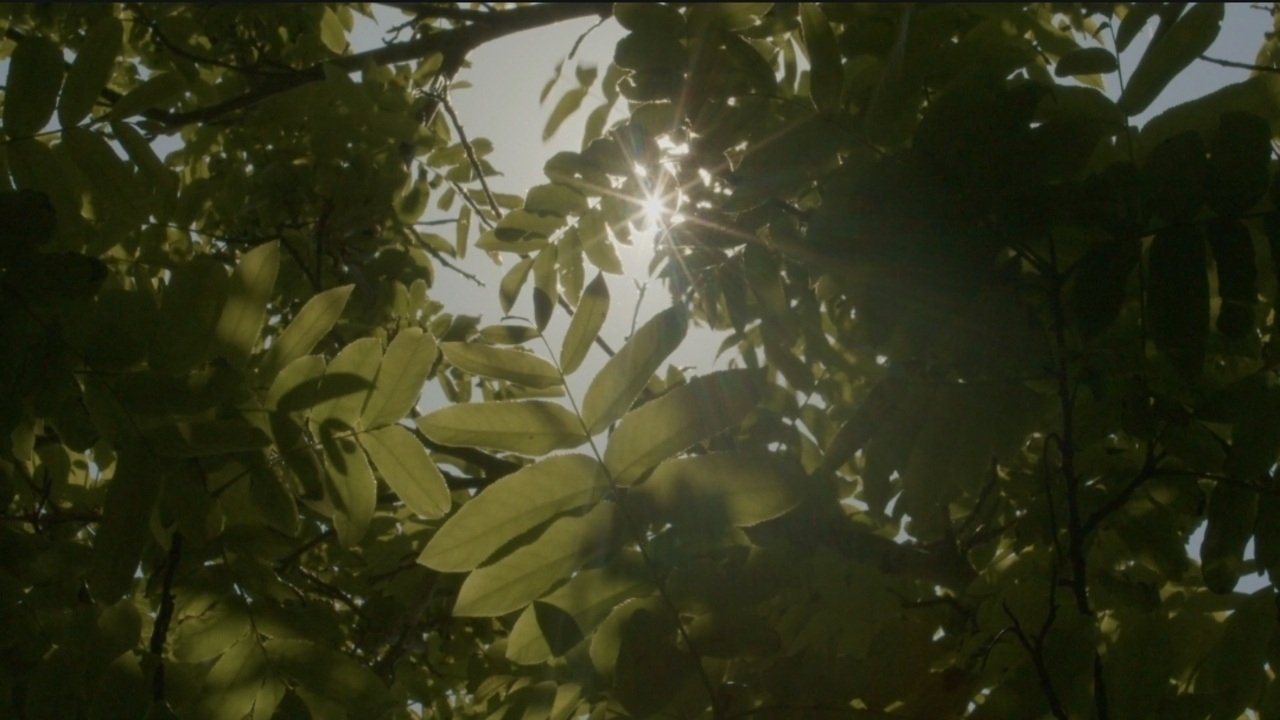 Imagem do Filme Halo At Your Head