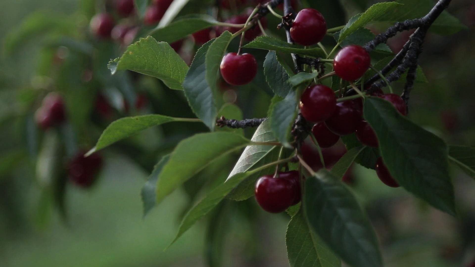 Wisconsin Foodie - Épisode 1
