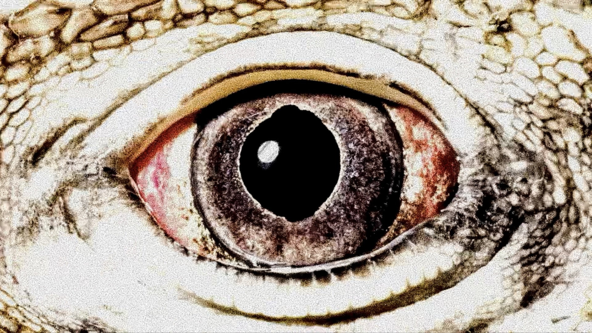 Purgatory for Epiphanea