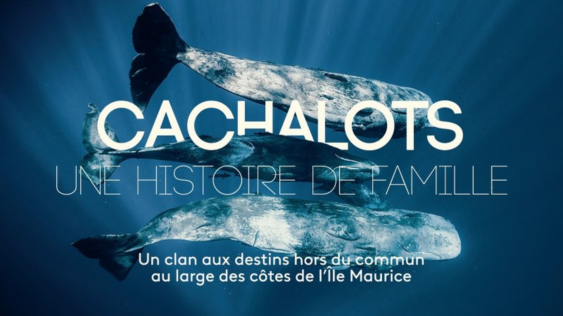 Cachalots, une histoire de famille