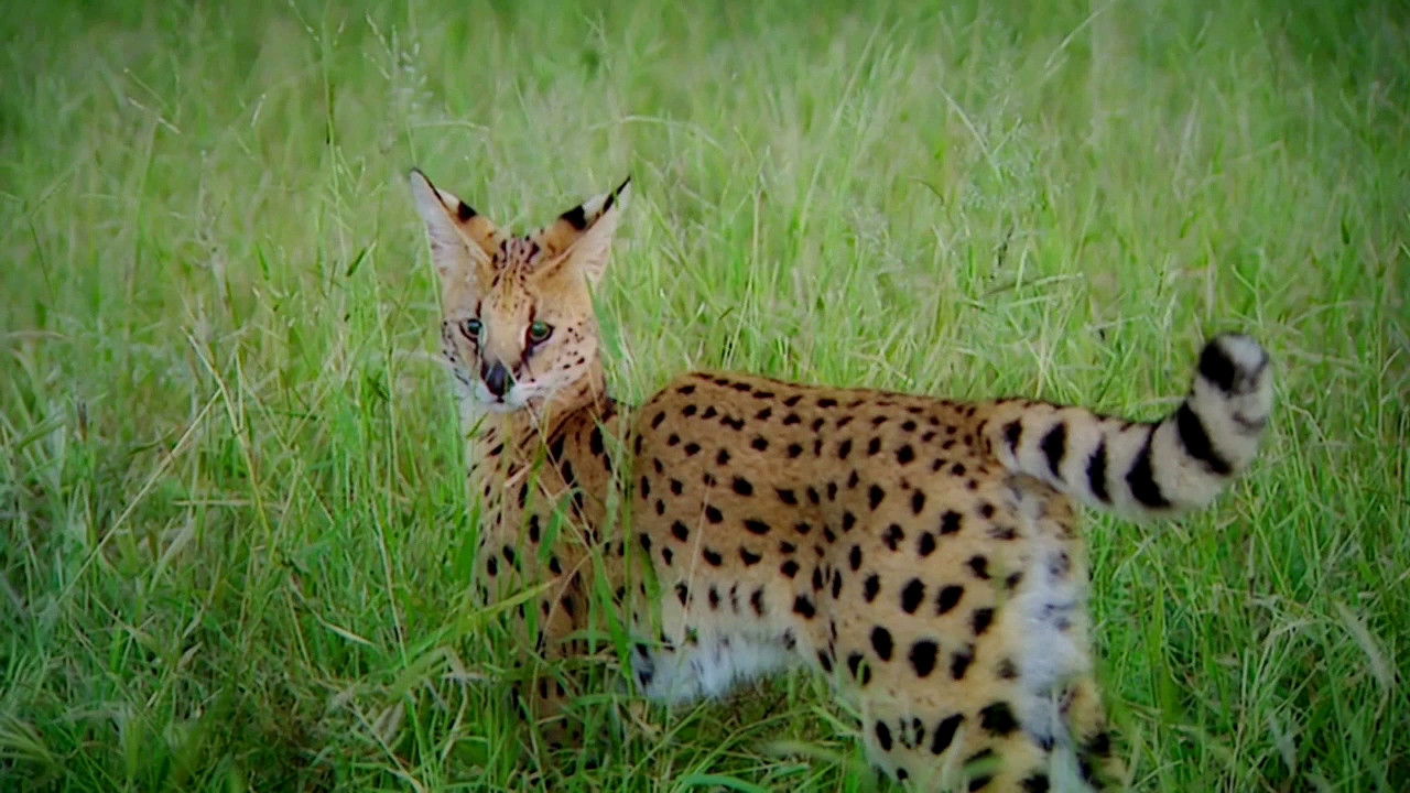 Thumbnail for Table Manners Season 1 Episode 2