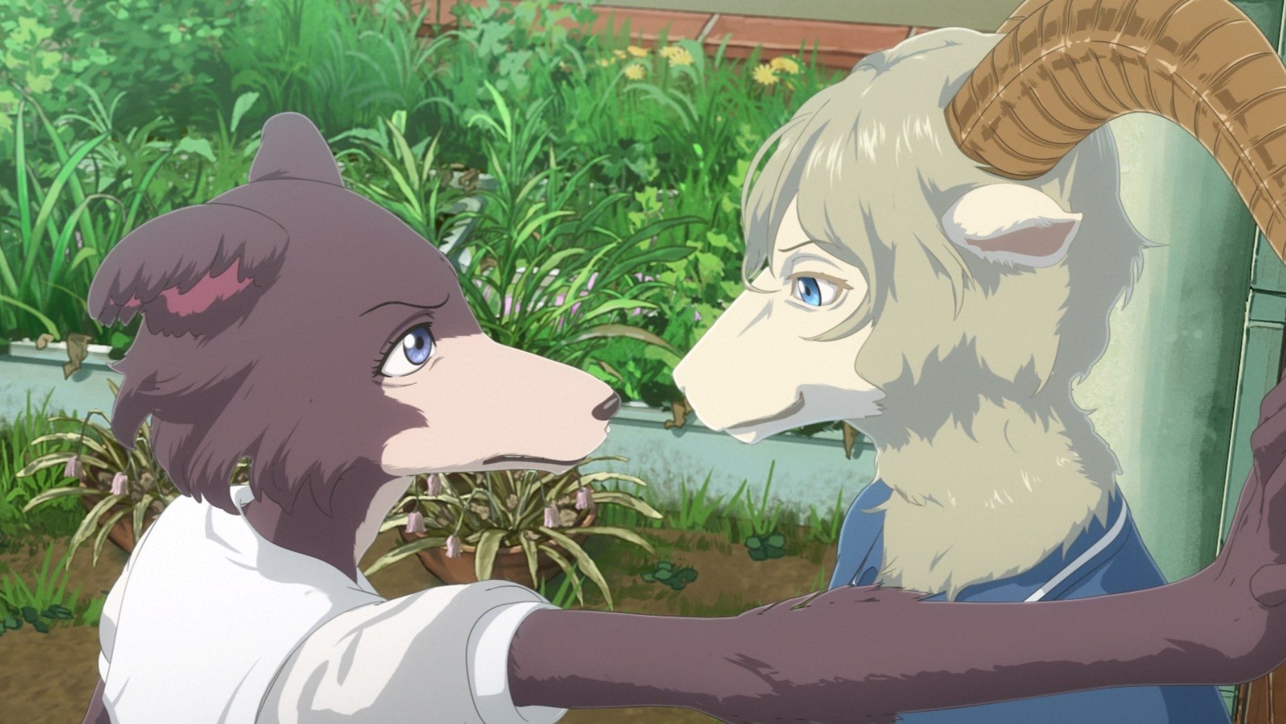 BEASTARS - Season 3 Episode 1 : An Itchy Collar